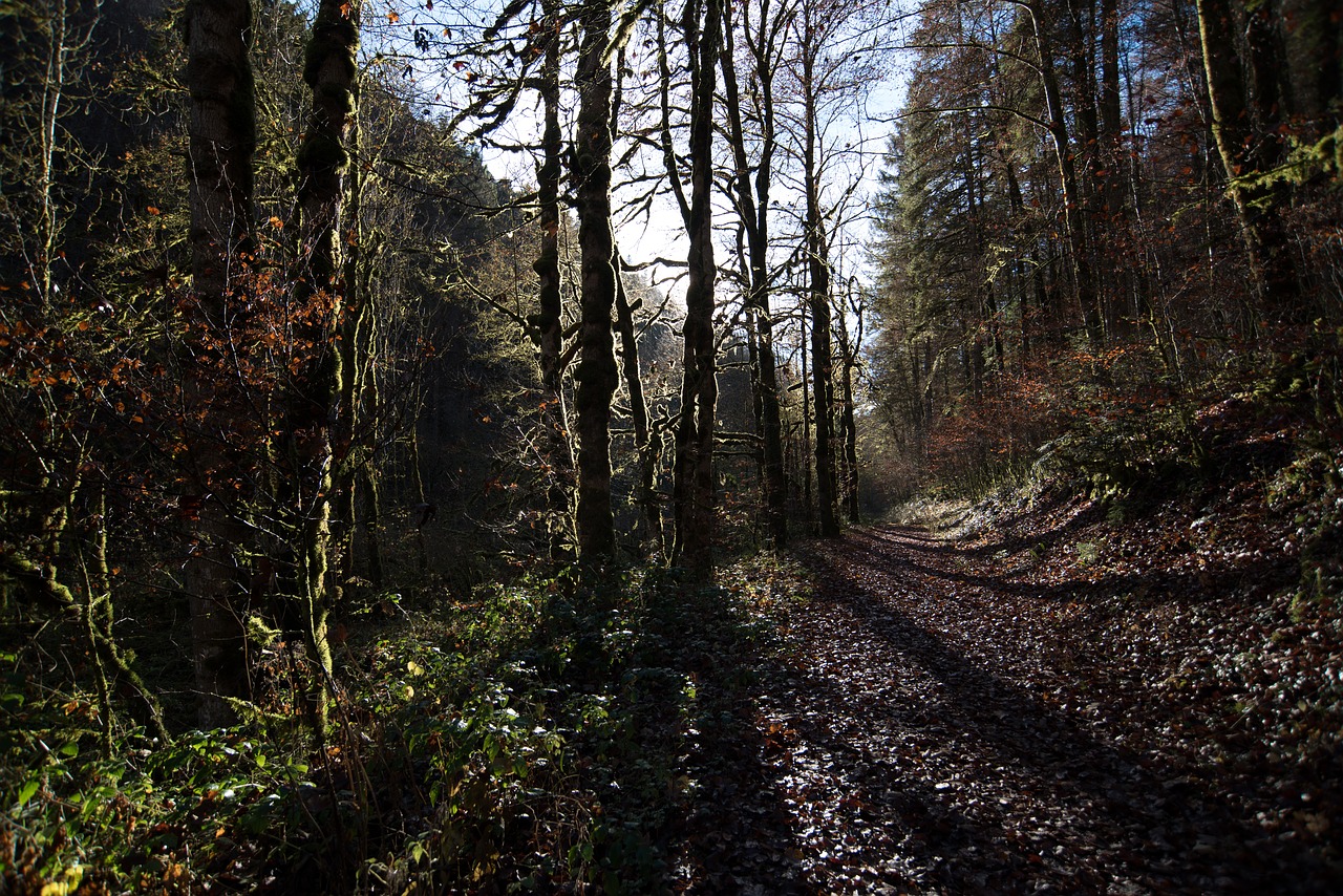 forest shadow tree free photo