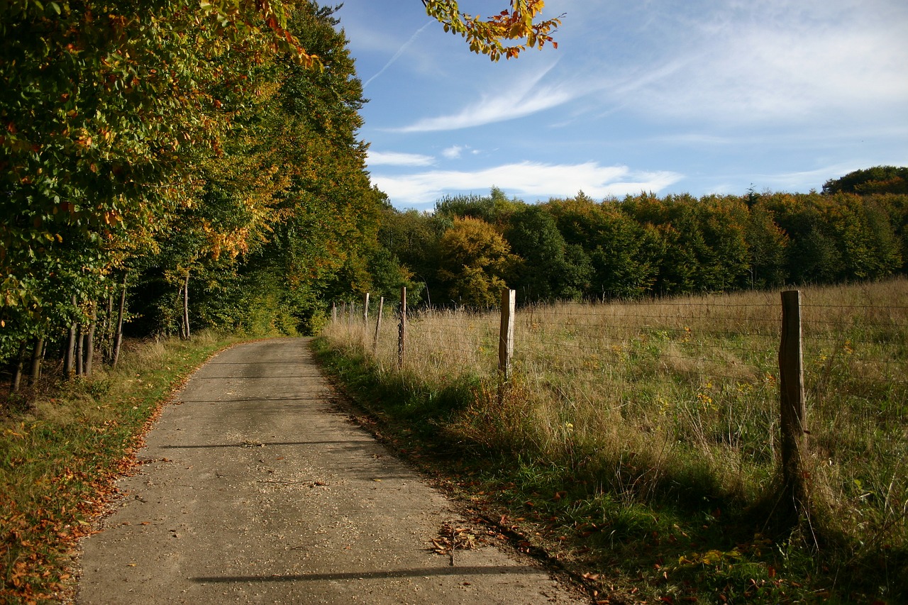 forest path sky free photo