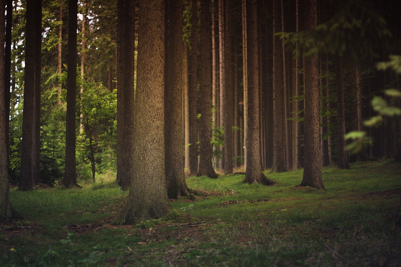 forest tree trunks trees free photo