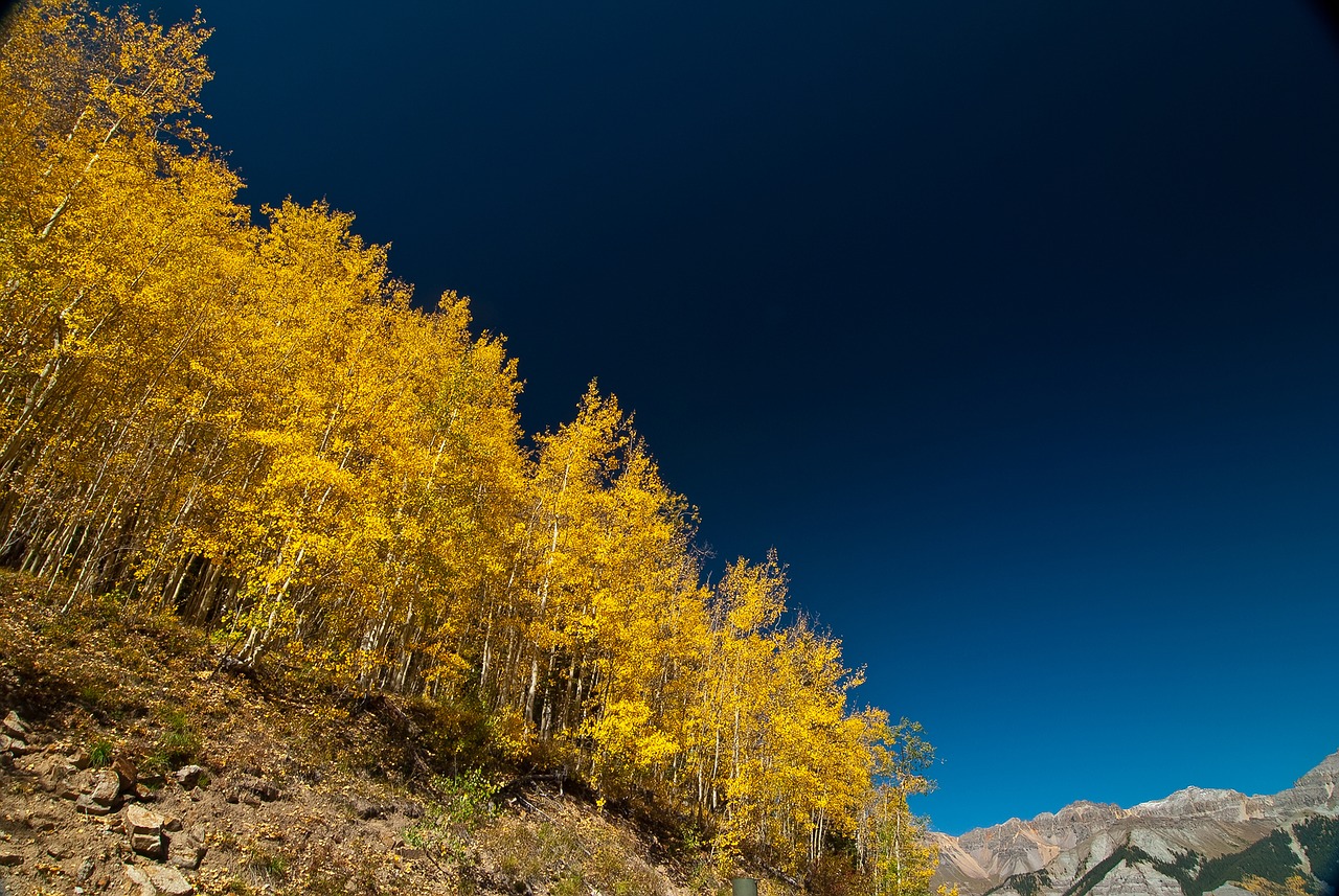 forest landscape mountain free photo