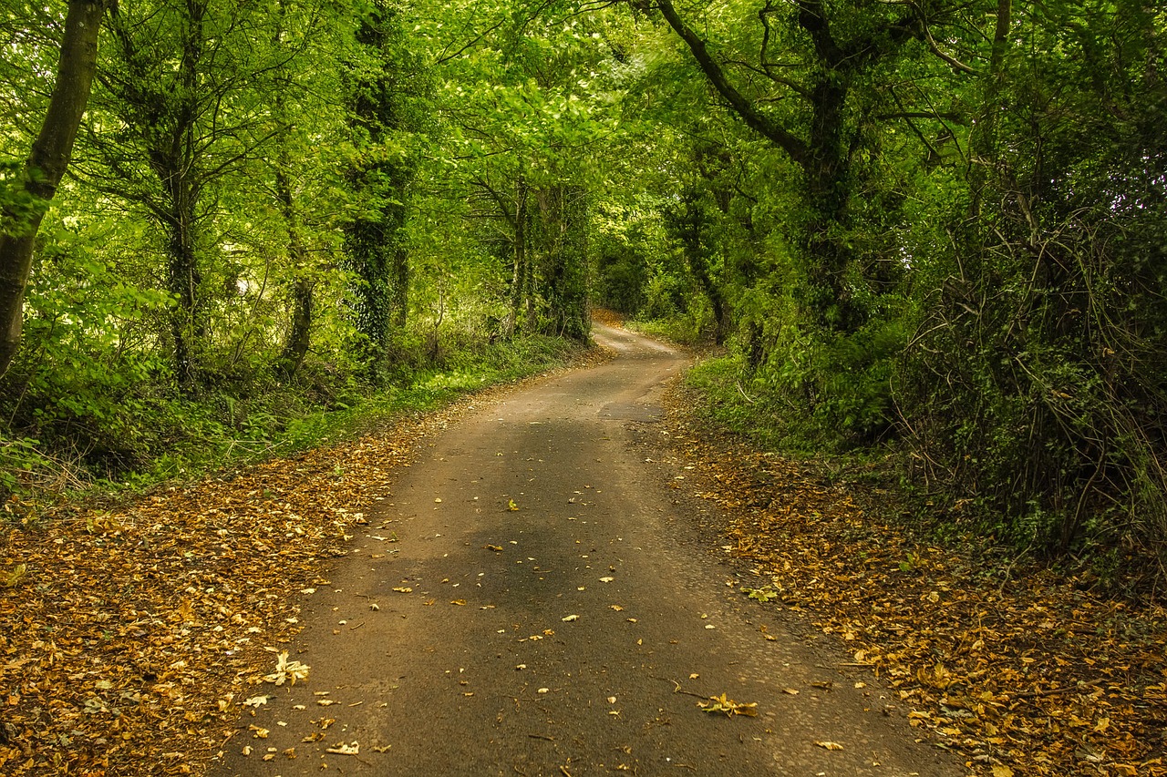 forest path autumn free photo