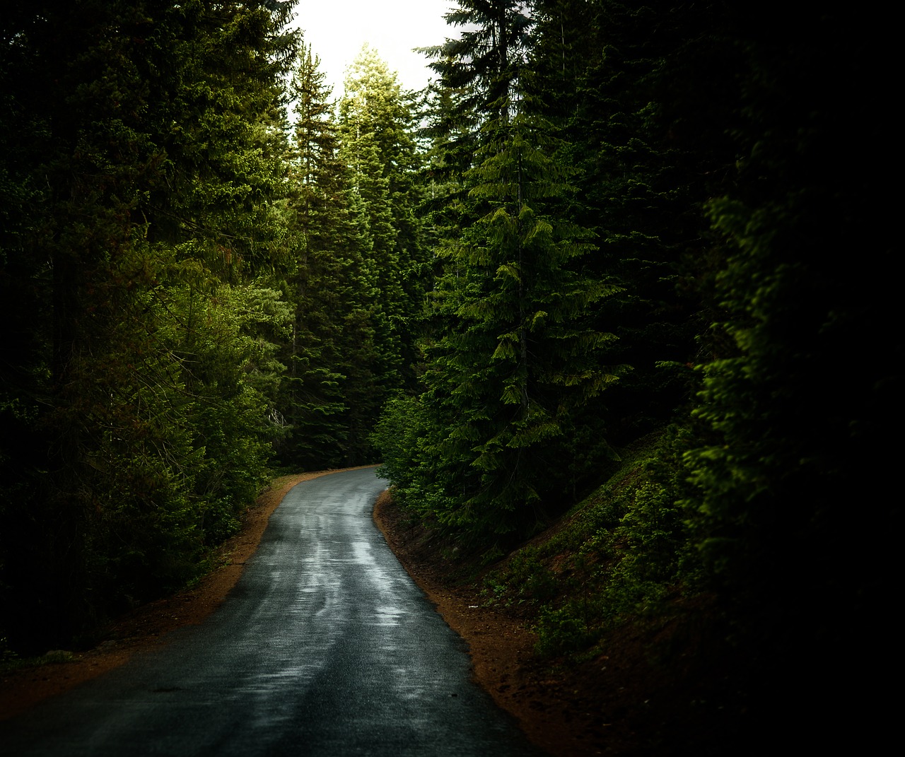 forest road travel free photo