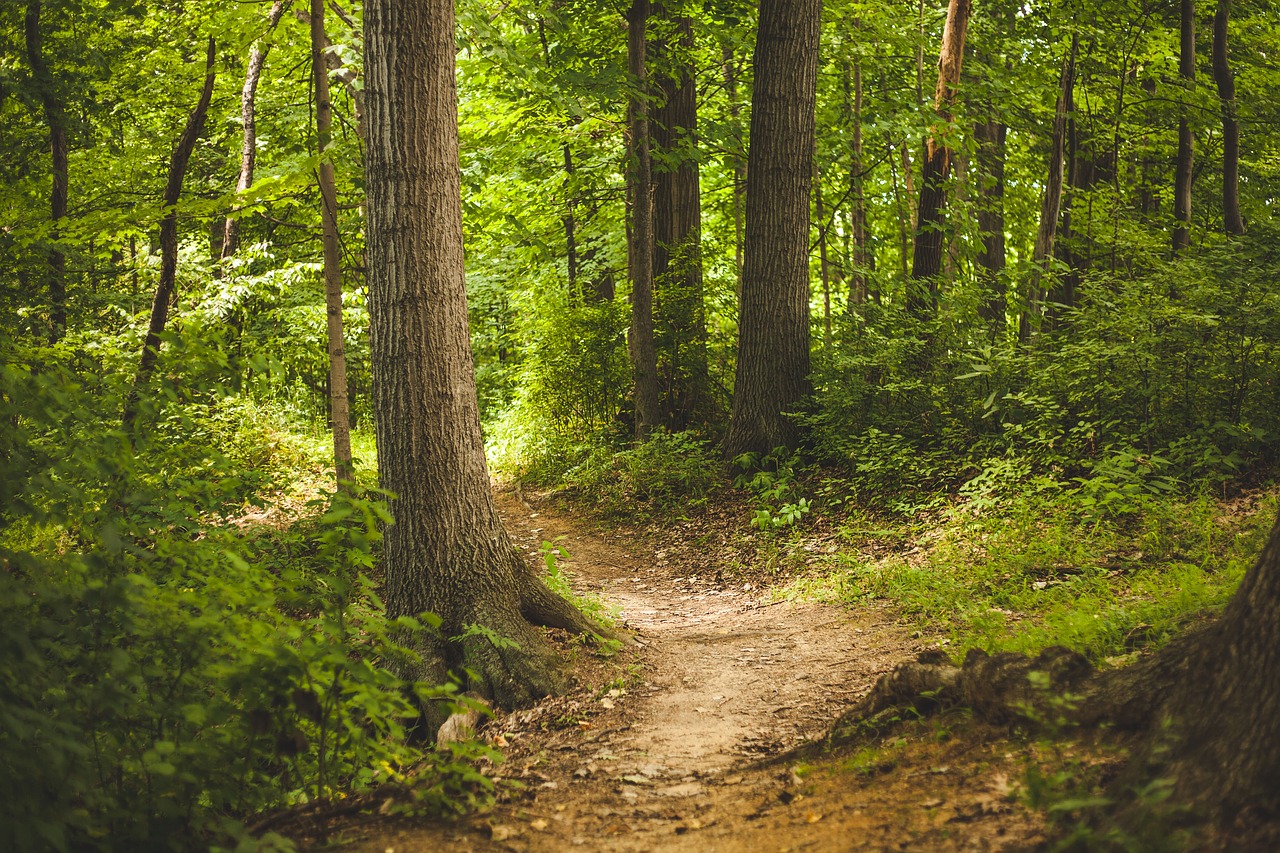 forest nature outdoors free photo