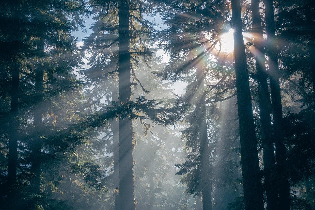 forest nature silhouette free photo