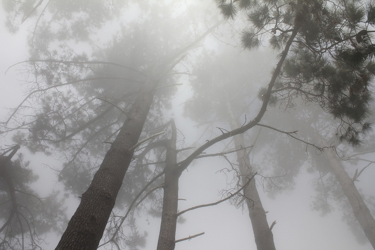 forest trees fog free photo