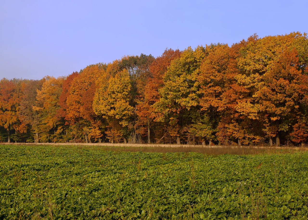 forest autumn colorful free photo