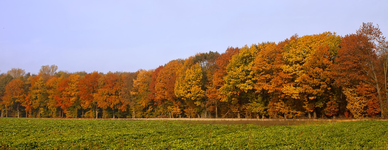 forest autumn colorful free photo