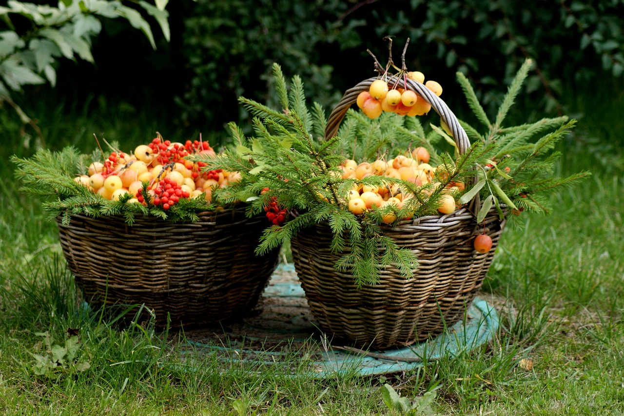 forest basket apples free photo