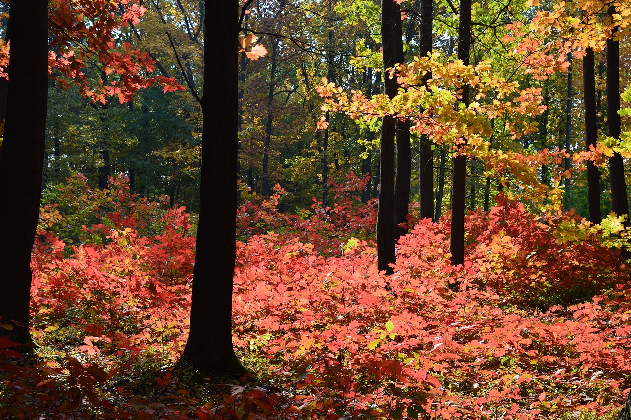 forest autumn colors free photo