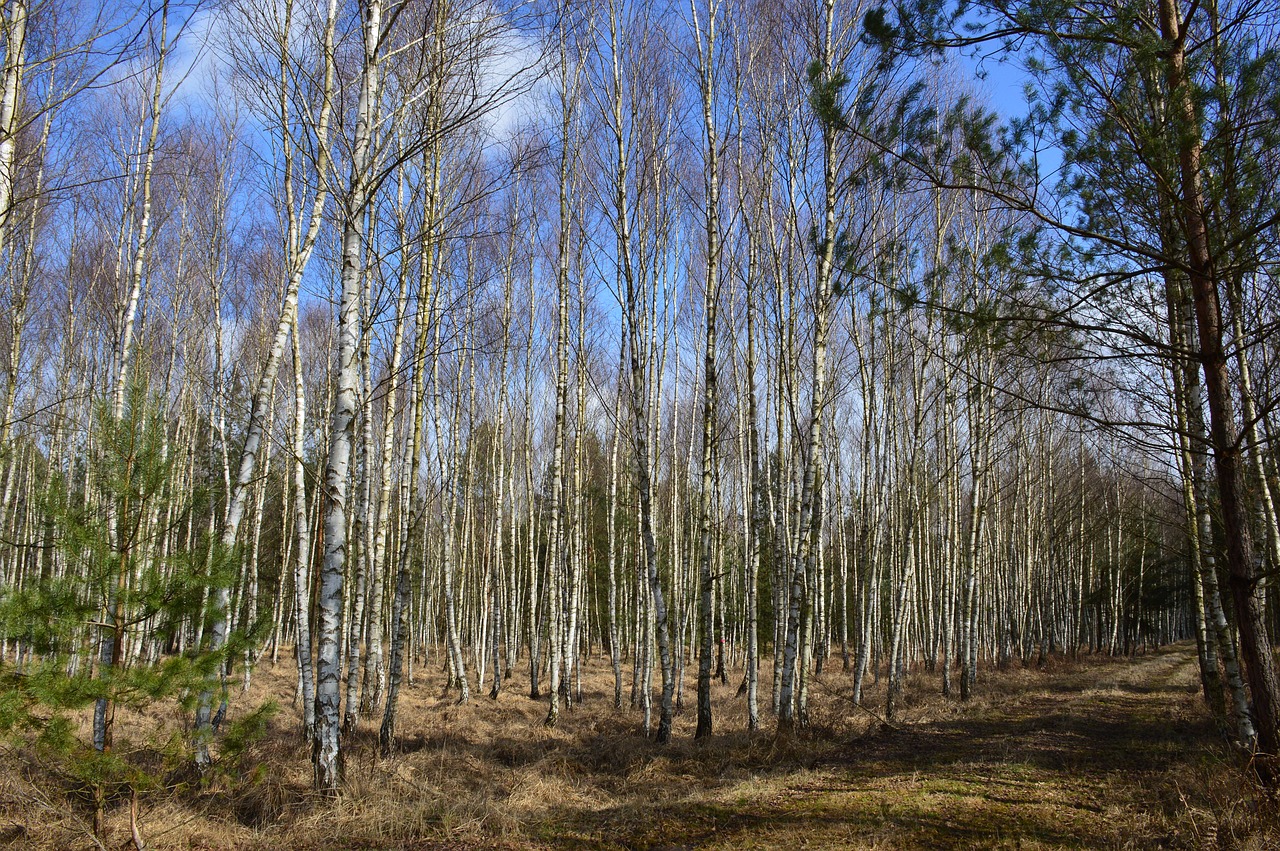 forest nature birch free photo