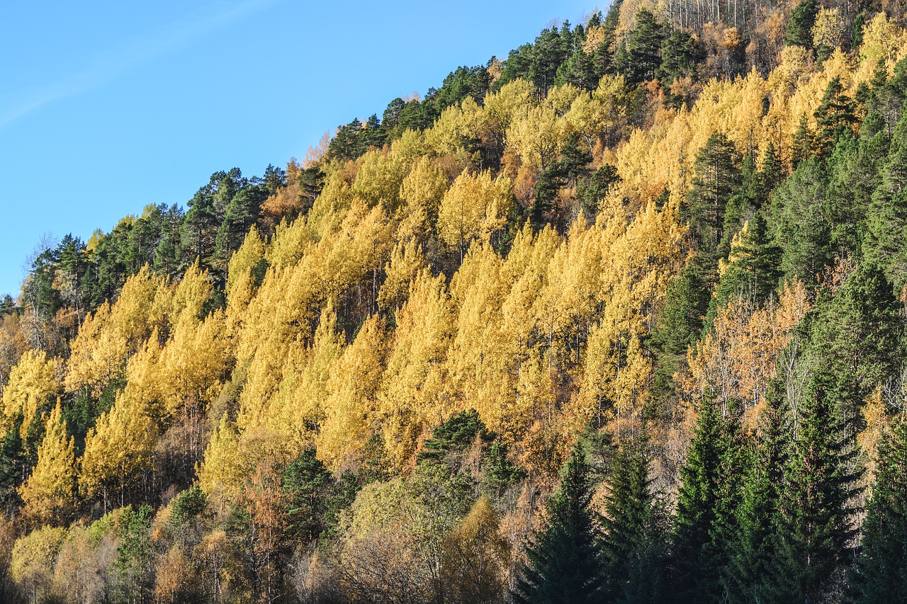 forest autumn landscape free photo