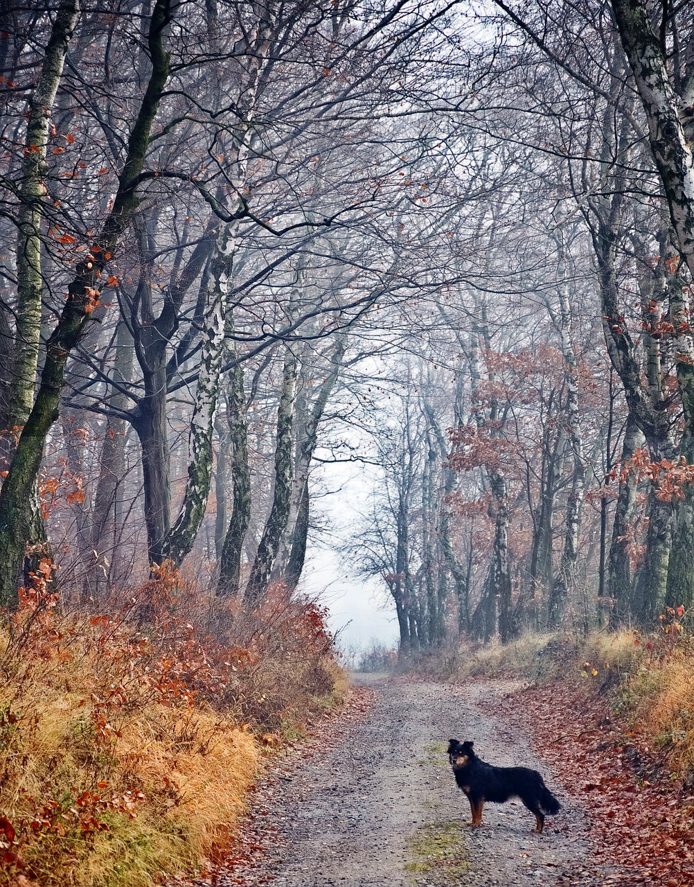 forest dog spacer free photo