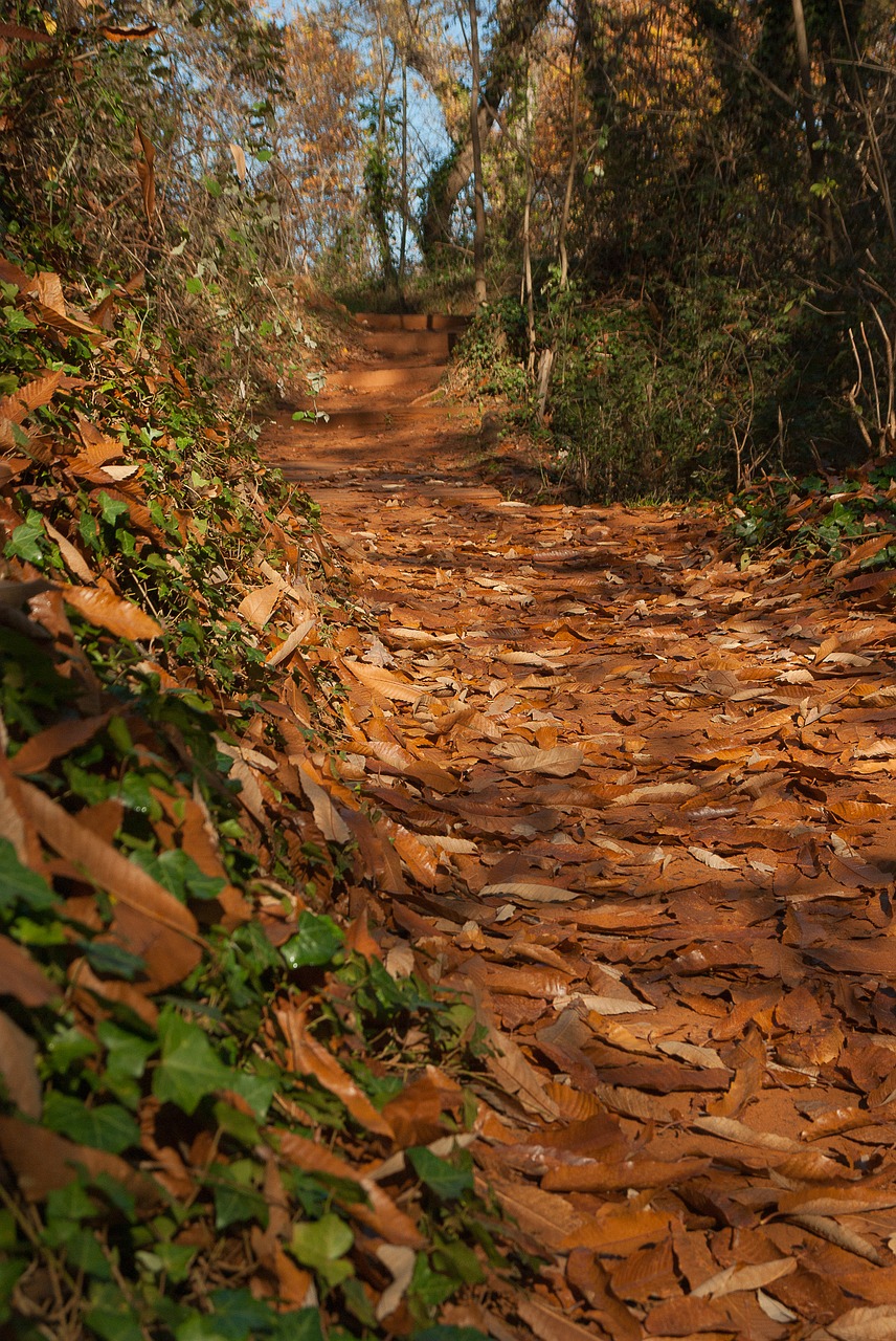 forest trail leaves free photo