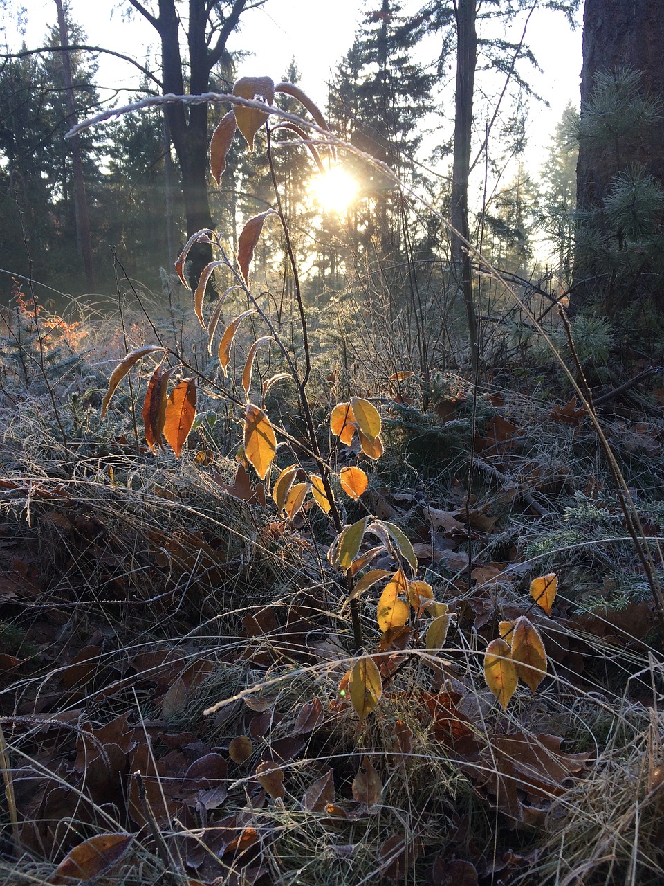 forest leaves winter free photo