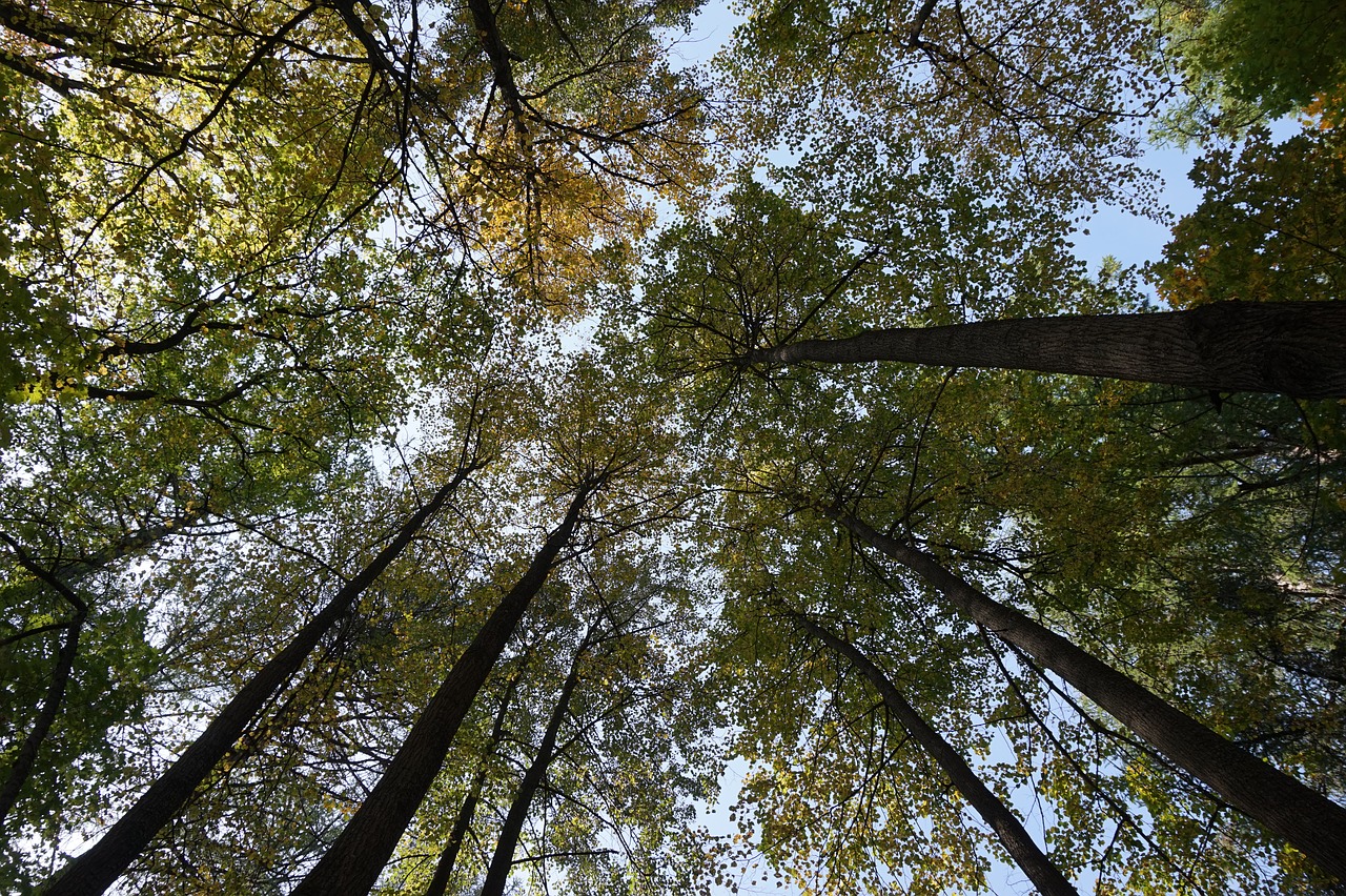 forest nature summer free photo