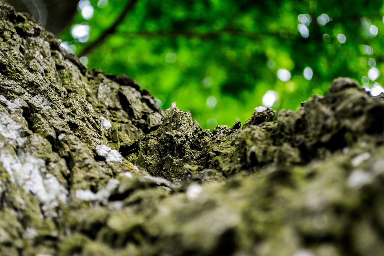 forest the bark tree free photo