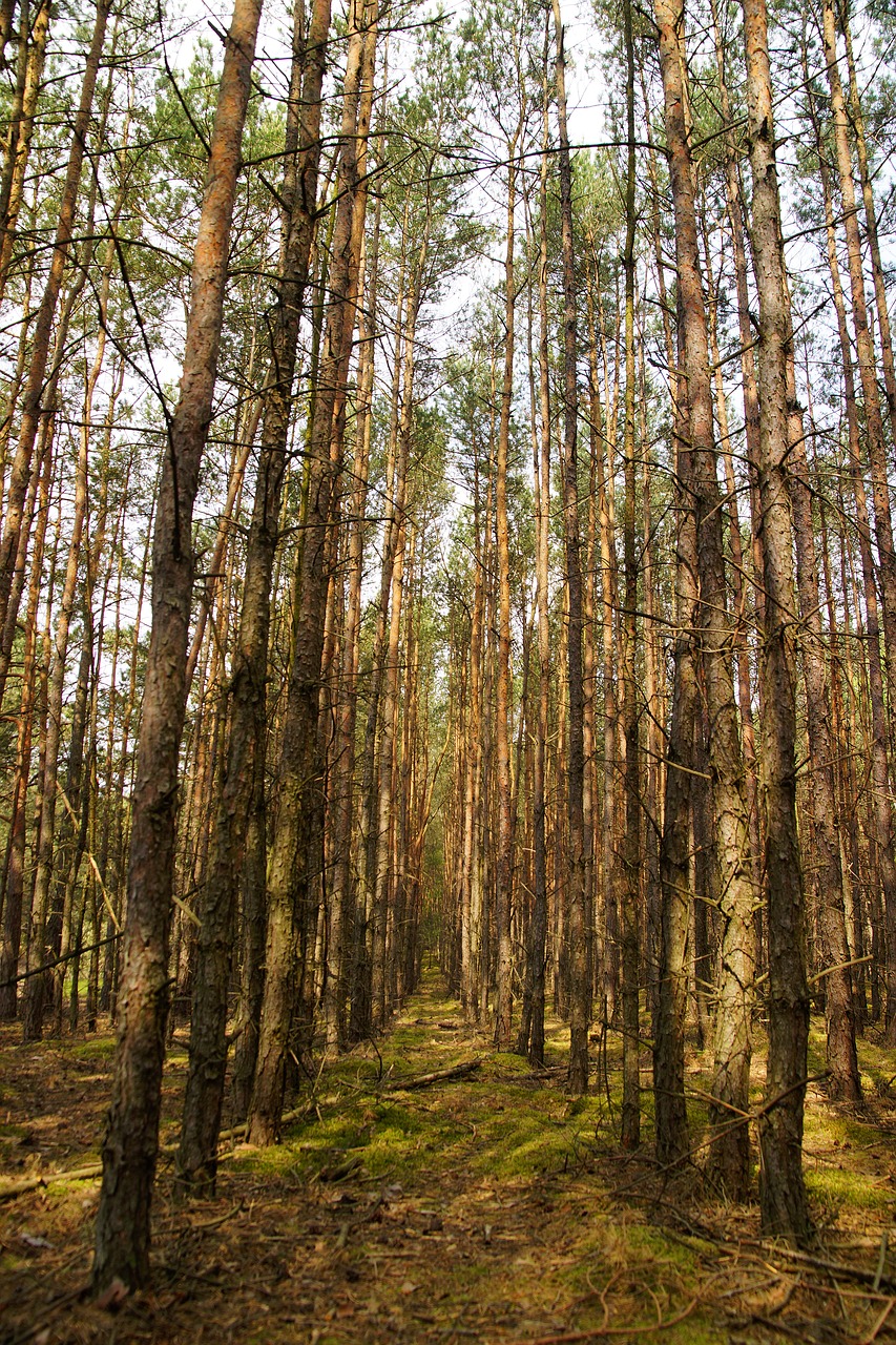 forest tree nature free photo