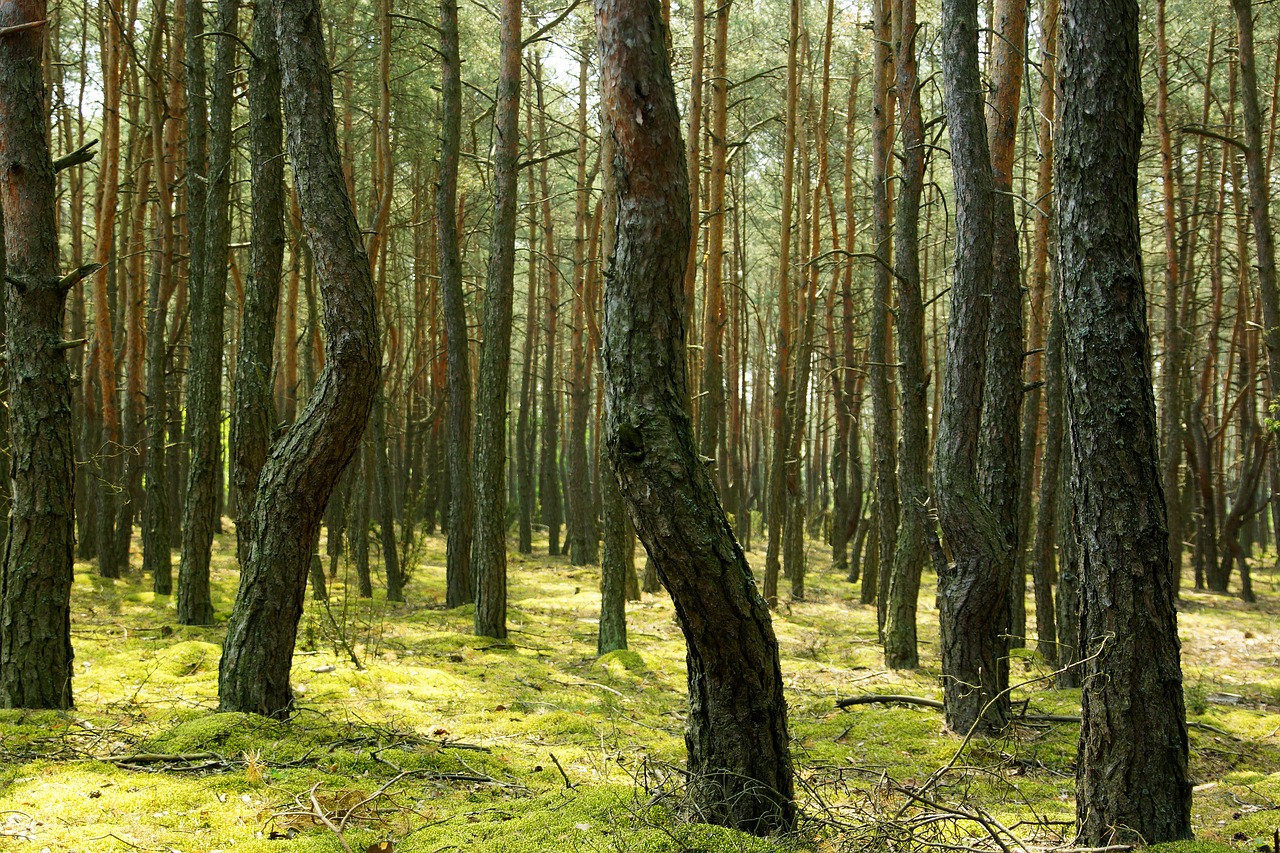 forest tree nature free photo