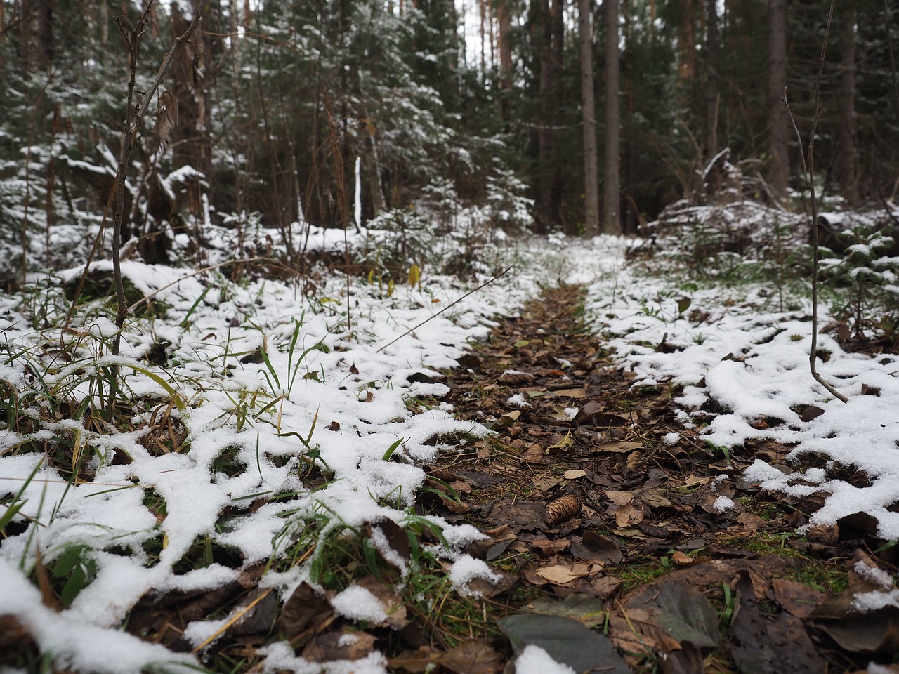 forest frost snow free photo