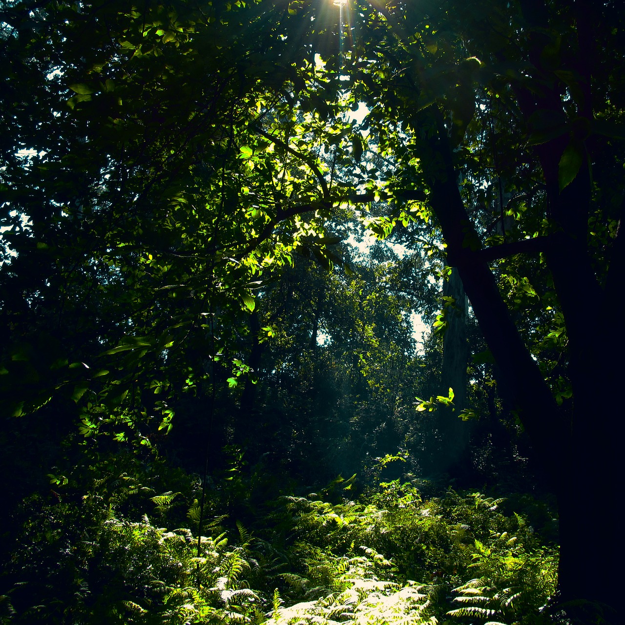 forest nature sun free photo