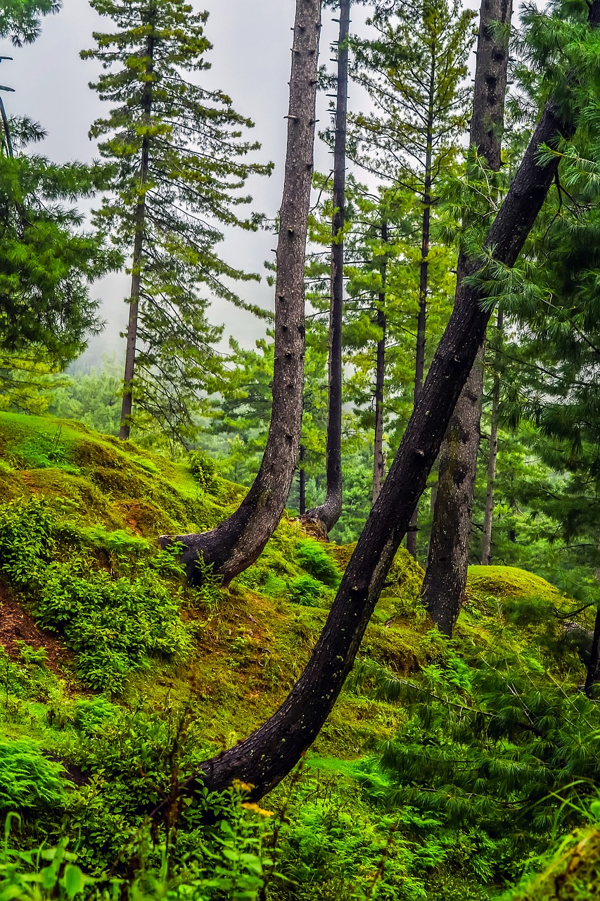 forest landscape trees free photo