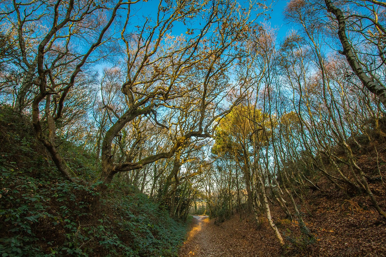 forest autumn valley free photo