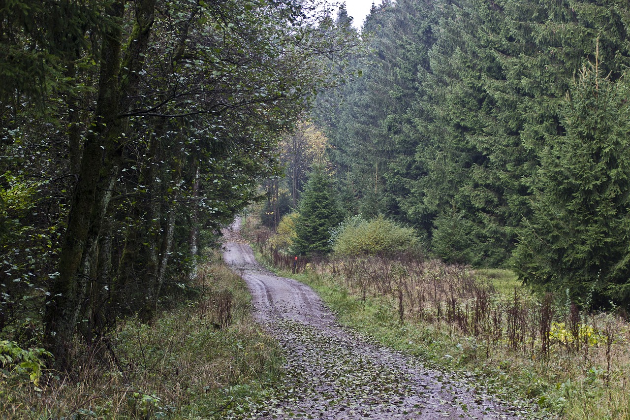 forest forest path trees free photo