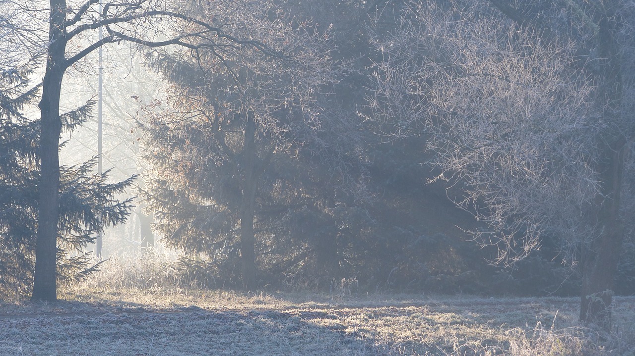 forest frost fog free photo