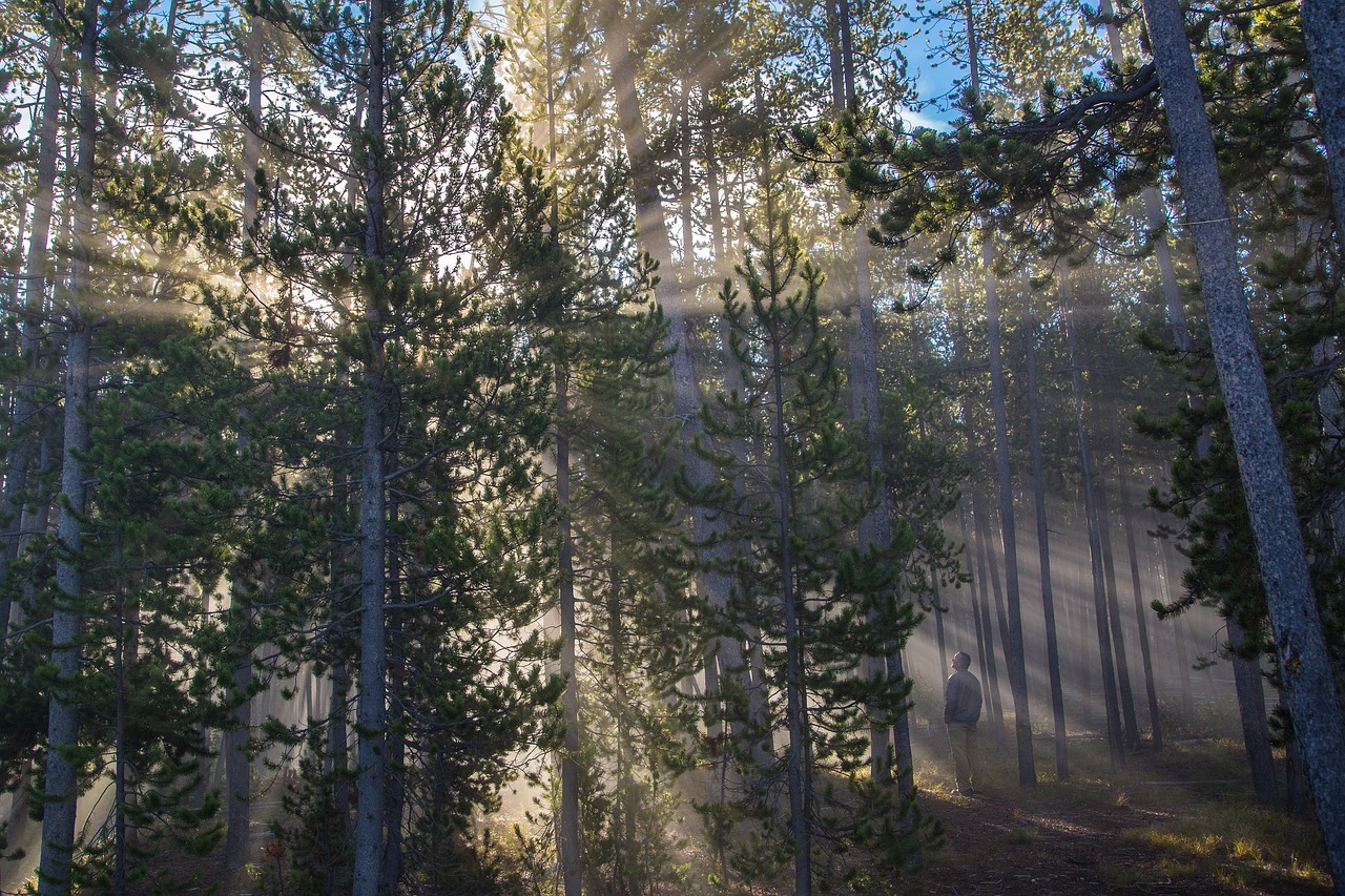 forest sunlight streaming free photo