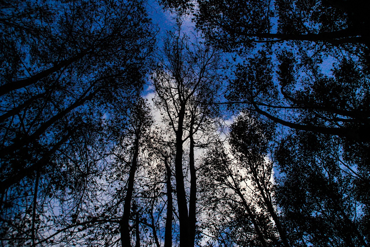 forest tree night free photo