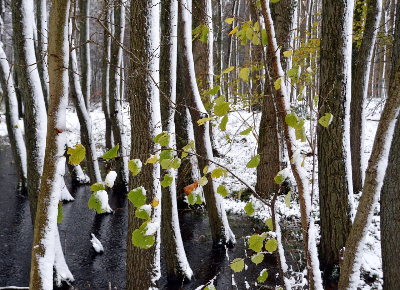 forest trees snow free photo