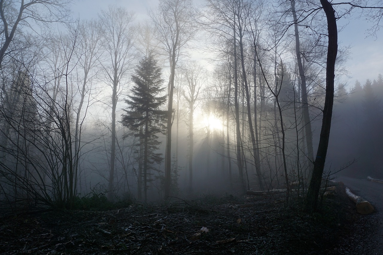 forest fog sun free photo