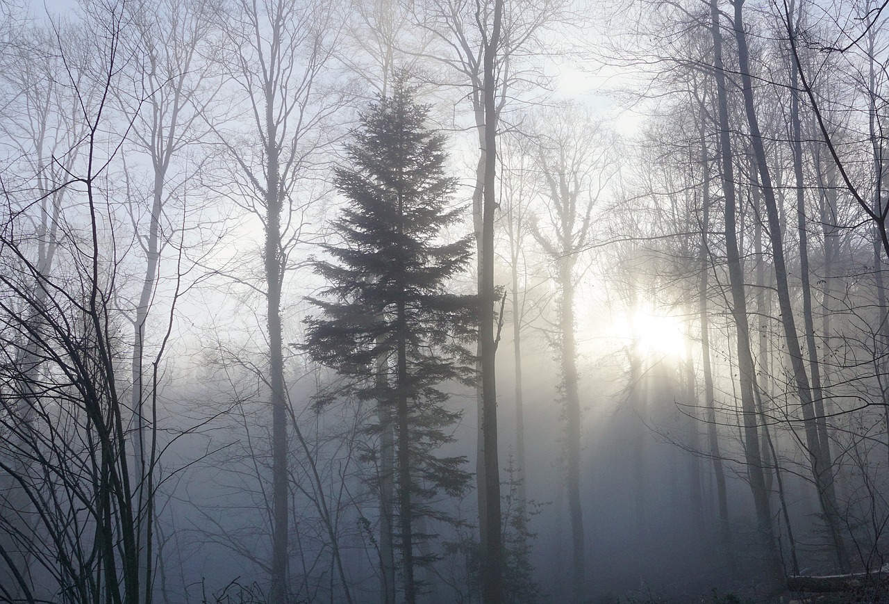 forest fog sun free photo