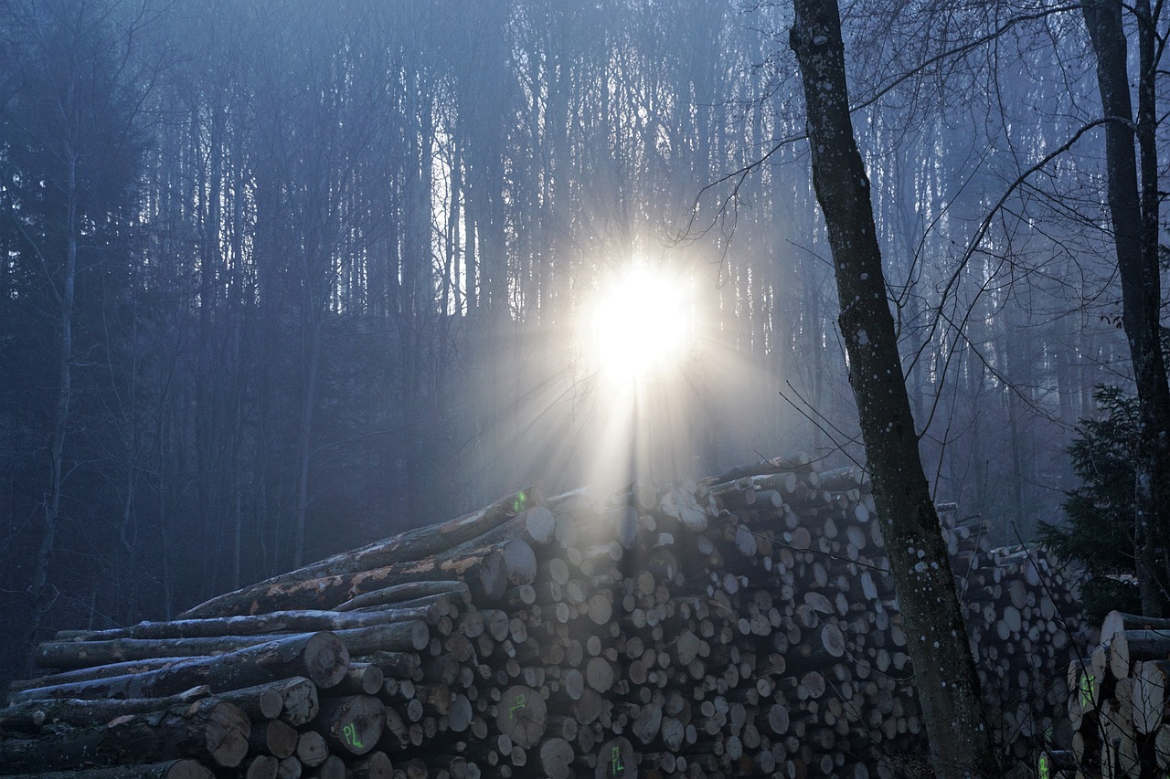 forest sun uetliberg free photo