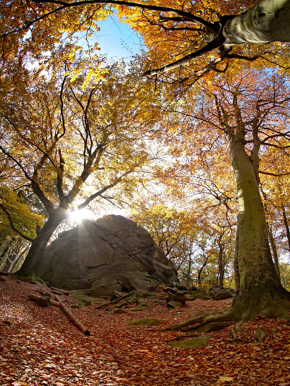 forest autumn rock free photo