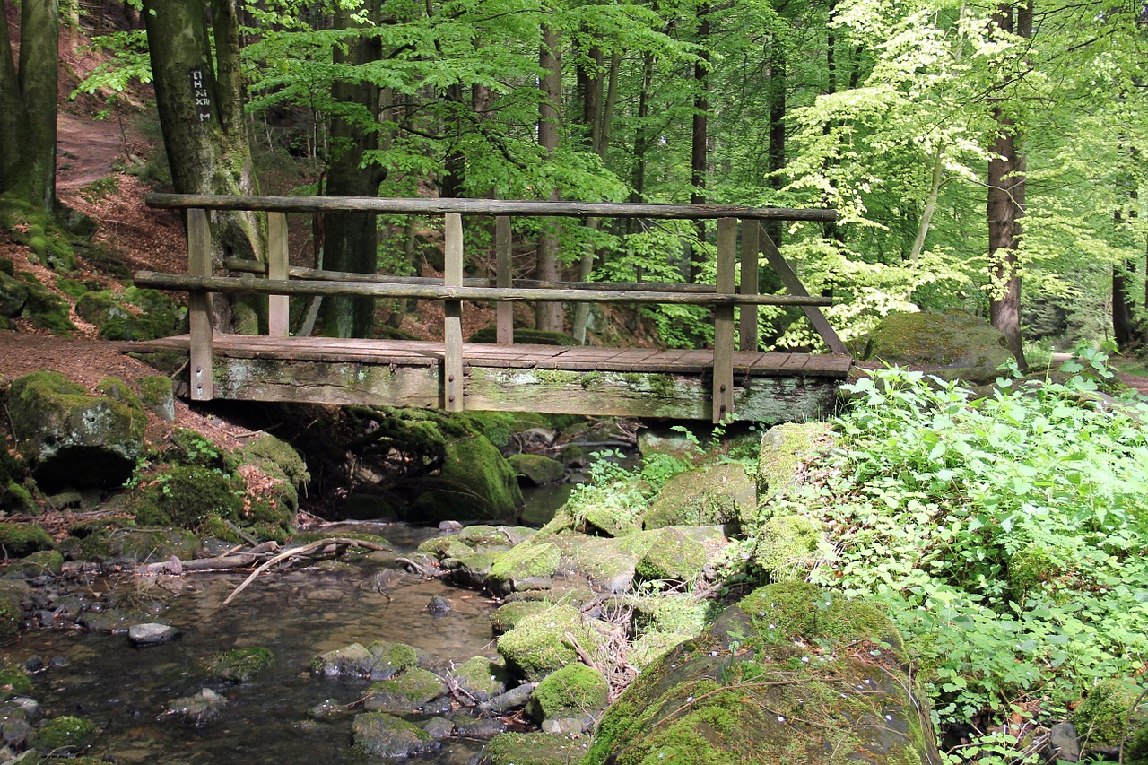 forest bach bridge free photo