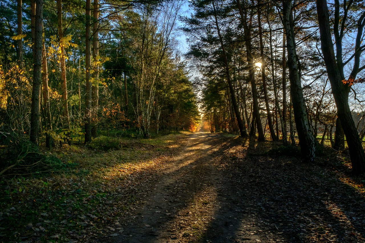 forest tree sun free photo