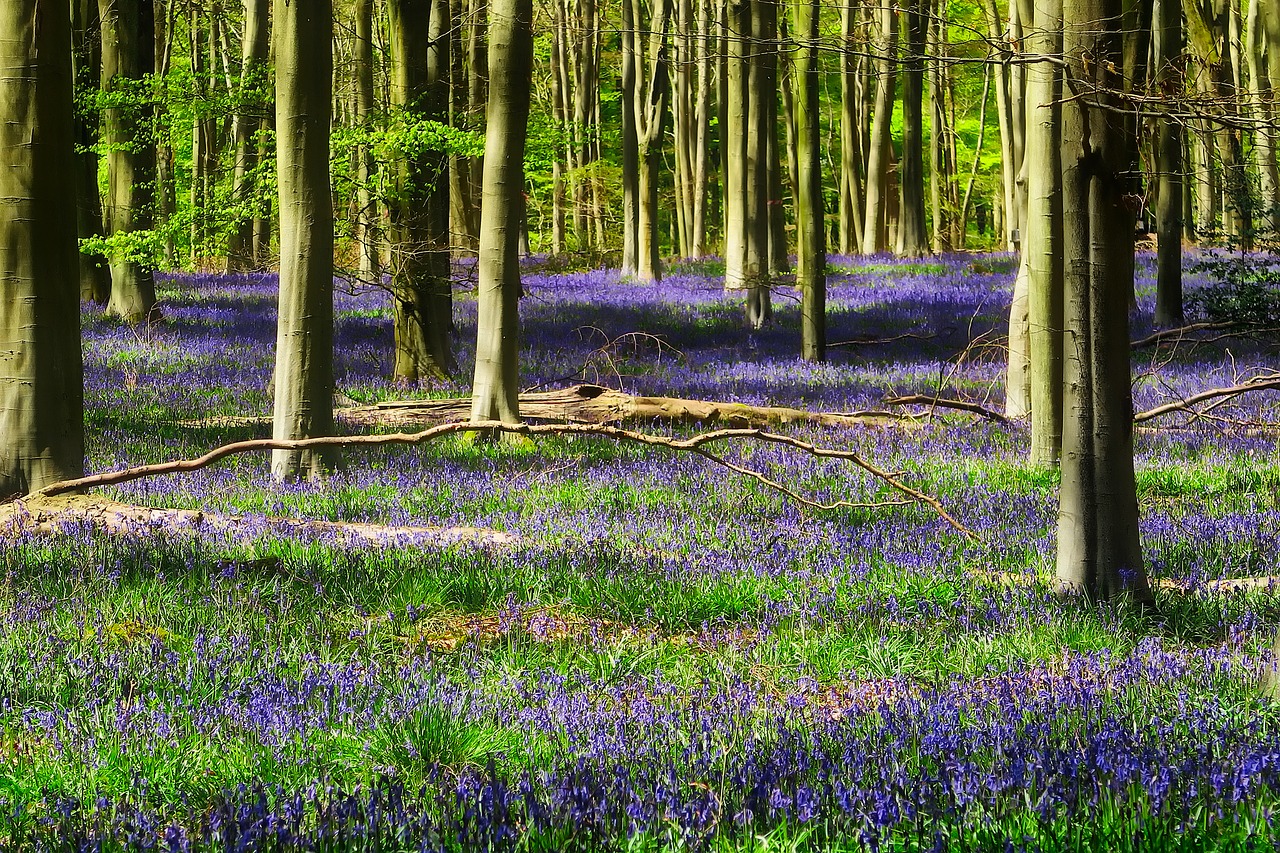 forest trees woods free photo