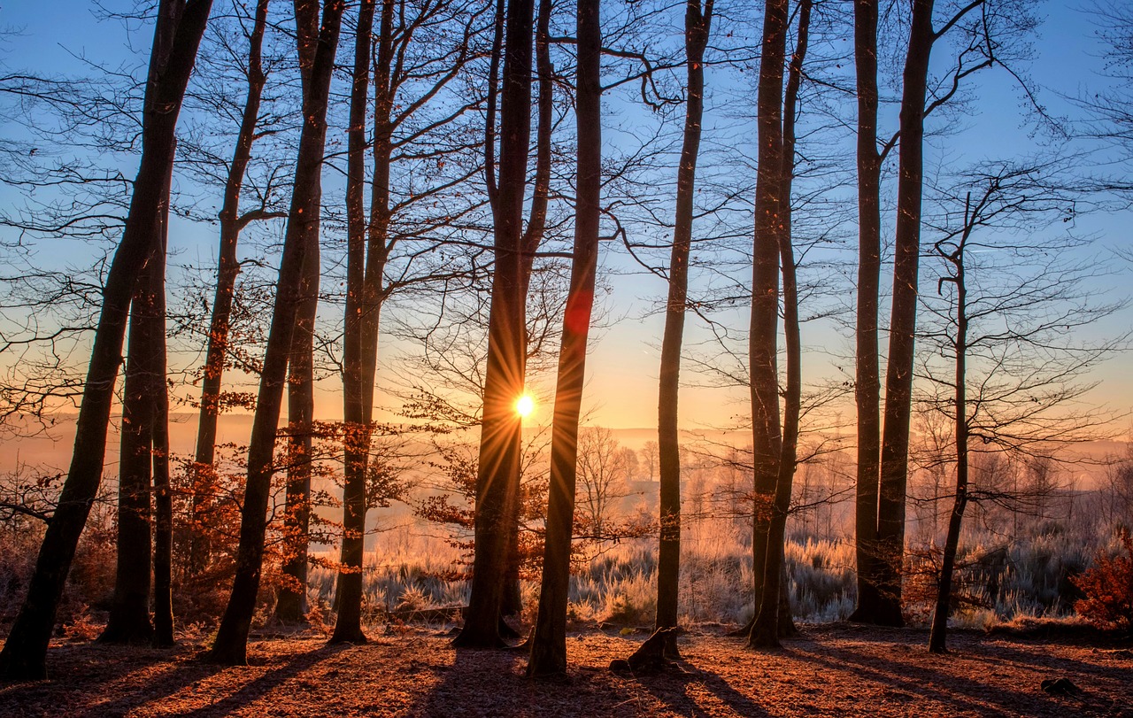 forest landscape sun free photo