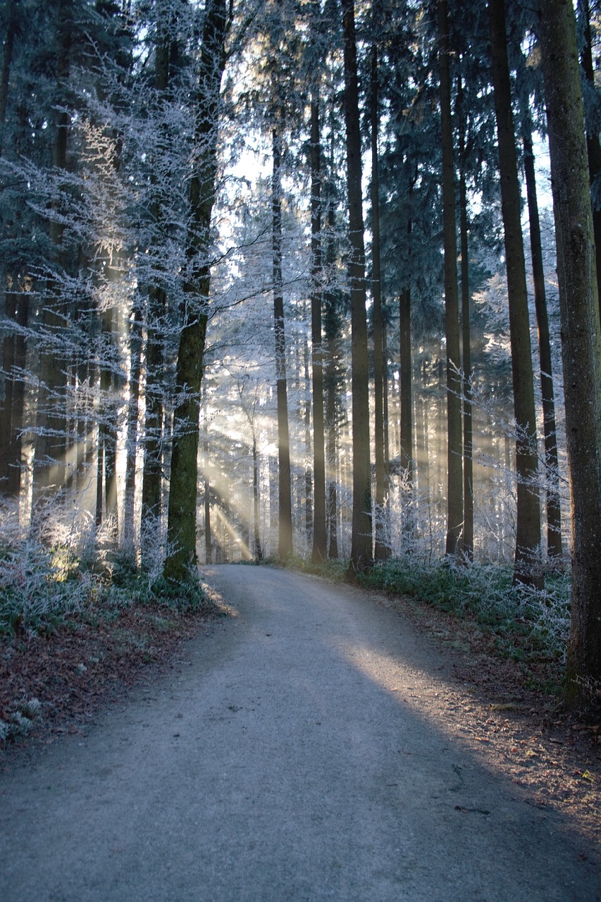 forest sunrays pathway free photo