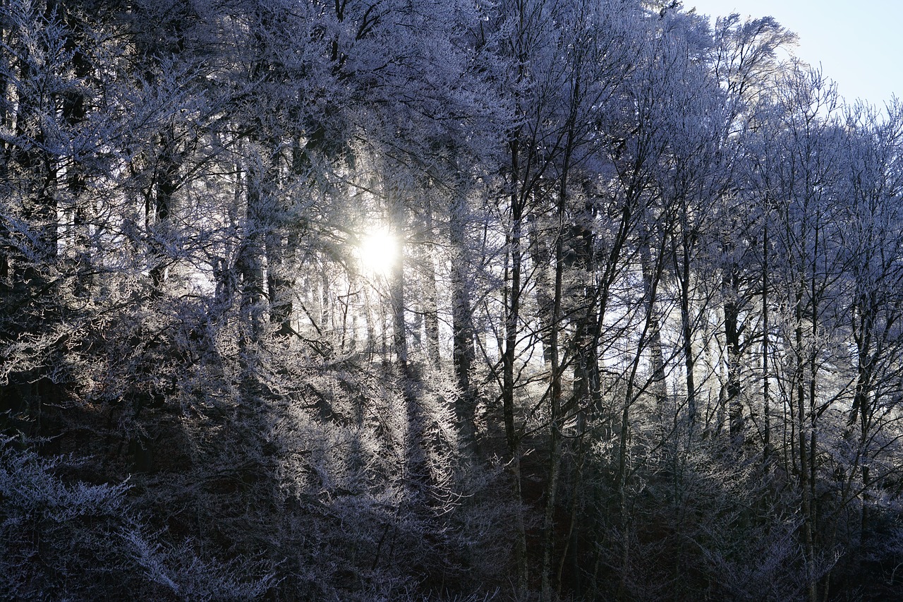 forest sunny hoarfrost free photo