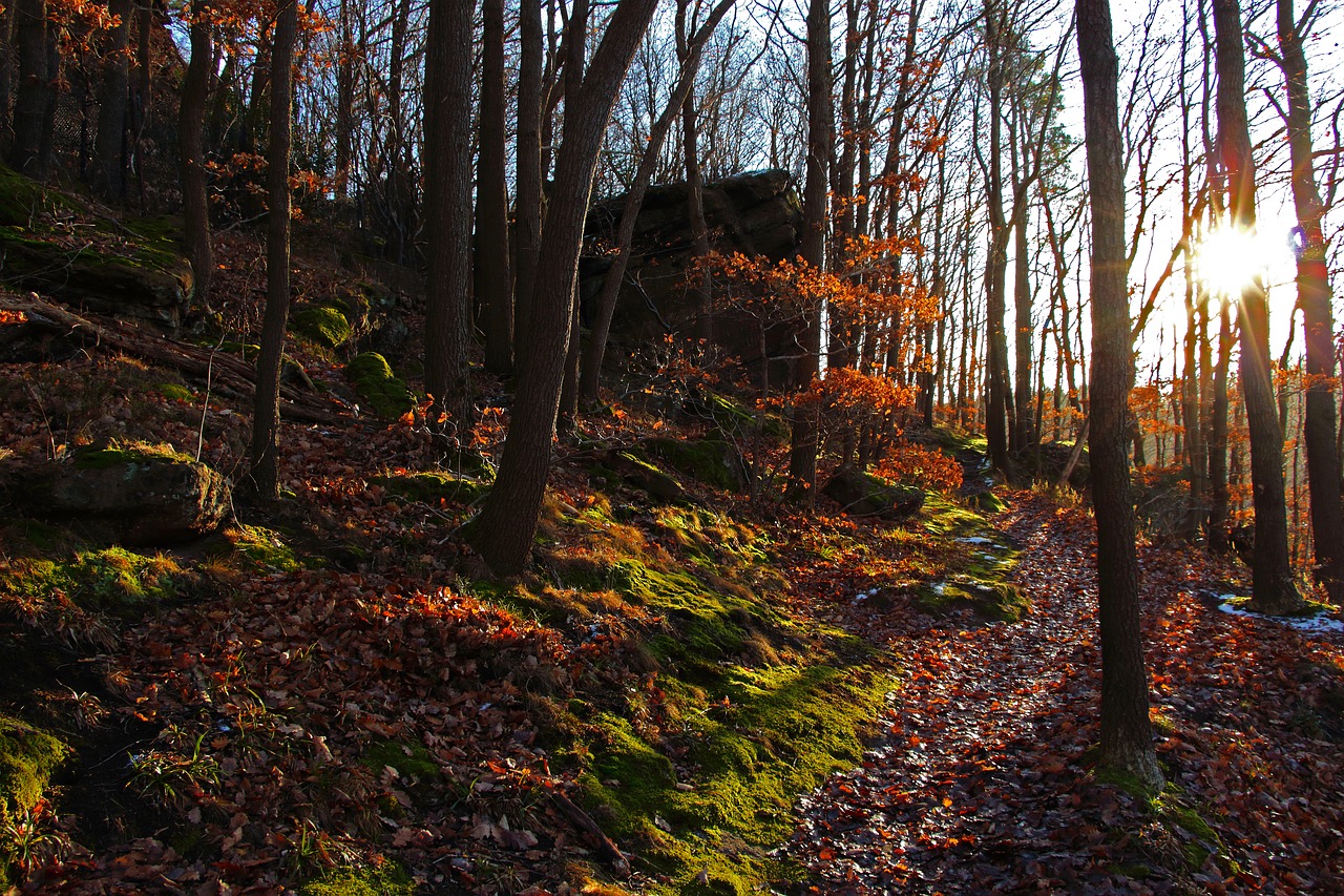 forest trees nature free photo