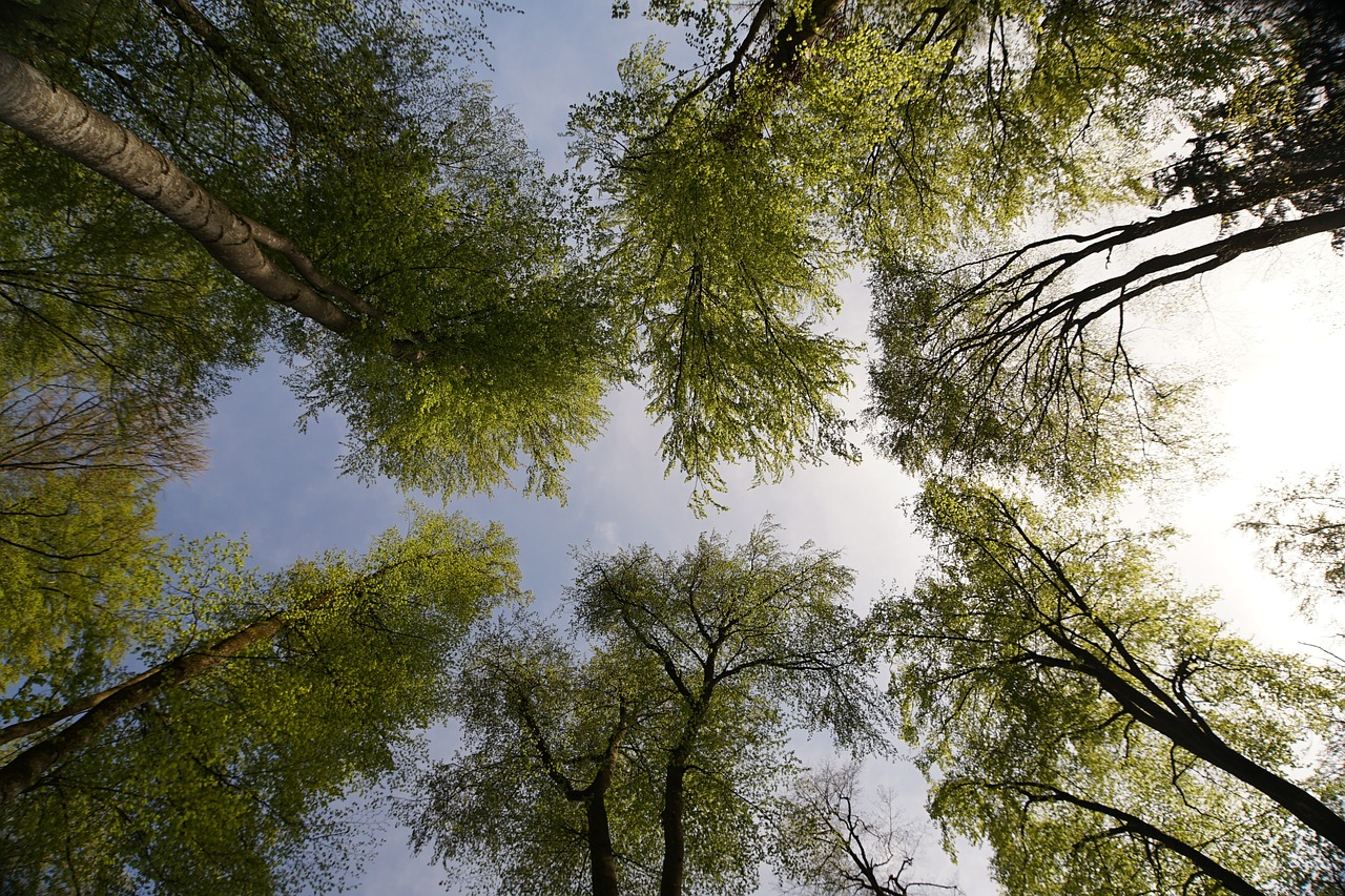 forest trees nature free photo