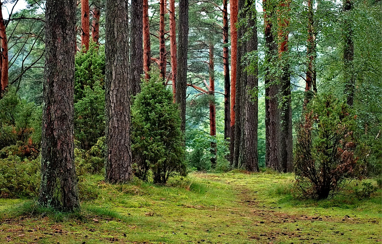 forest forests tucholski poland free photo