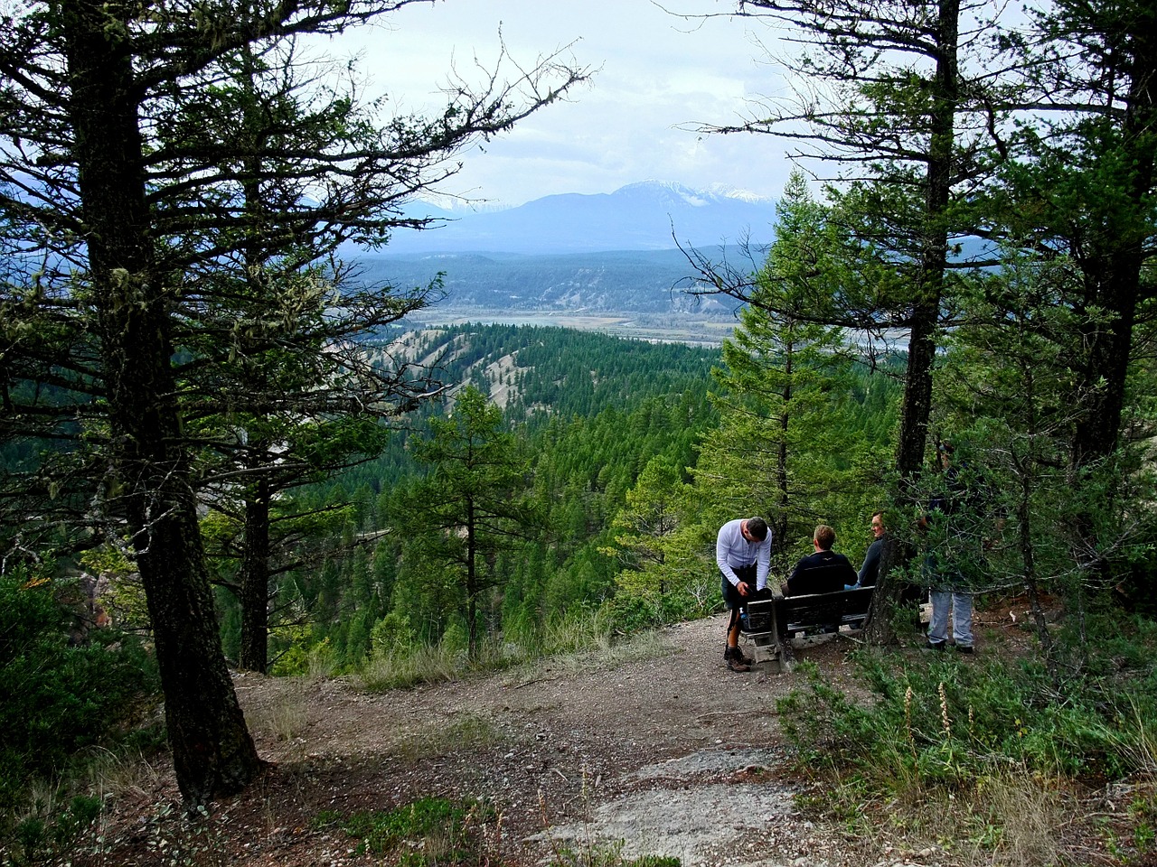 forest mountains canada free photo