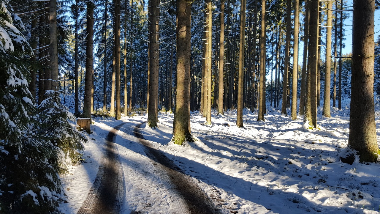 forest snow bad leonfelden free photo