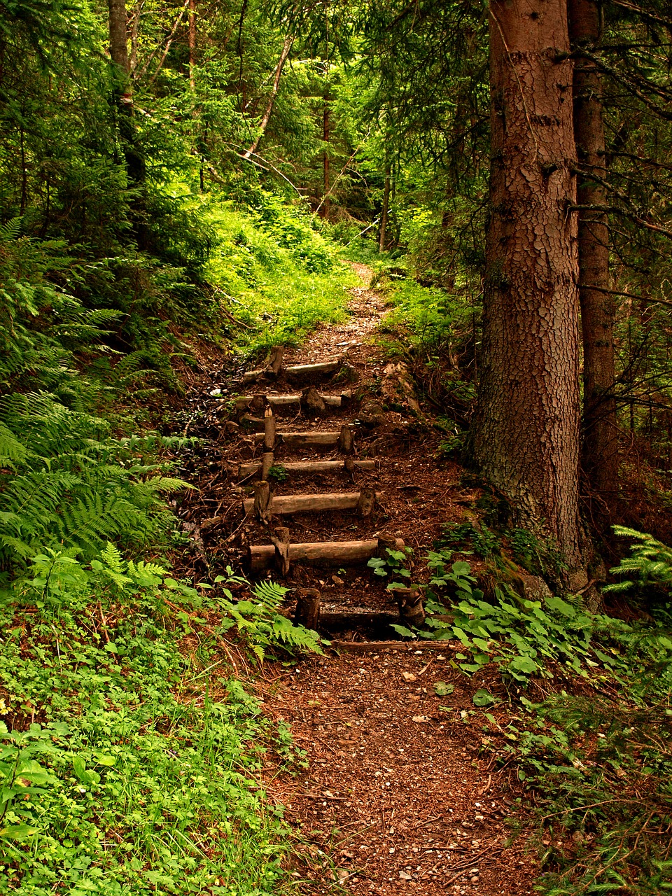 Green trail. Зеленая тропа. Путь в лесу. Лес фото. Орман.