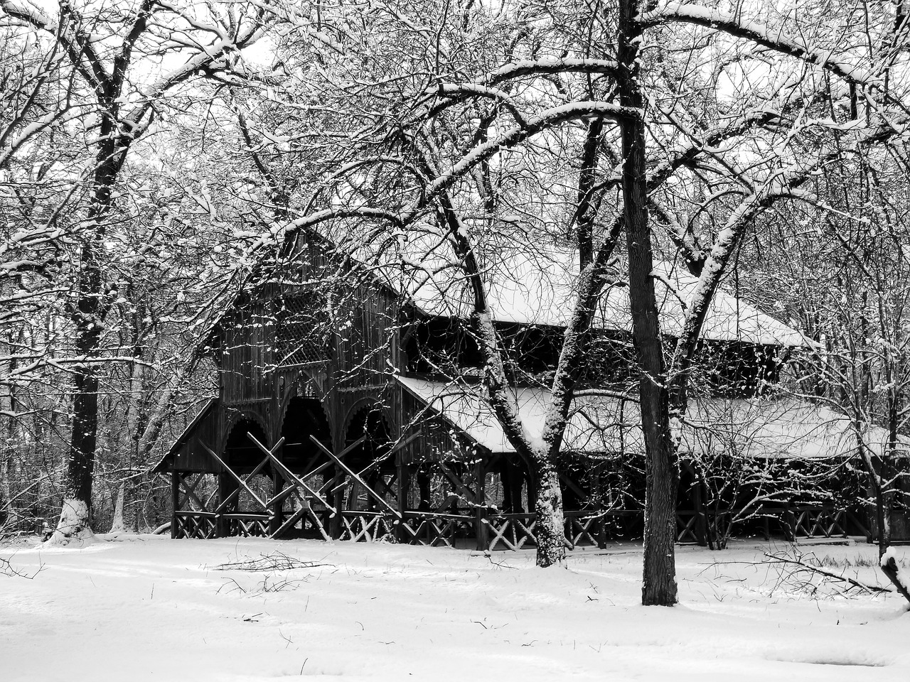 forest winter nature free photo