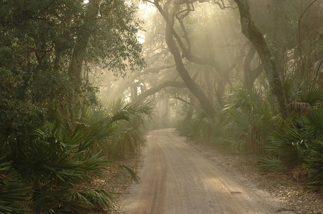 forest path foggy free photo