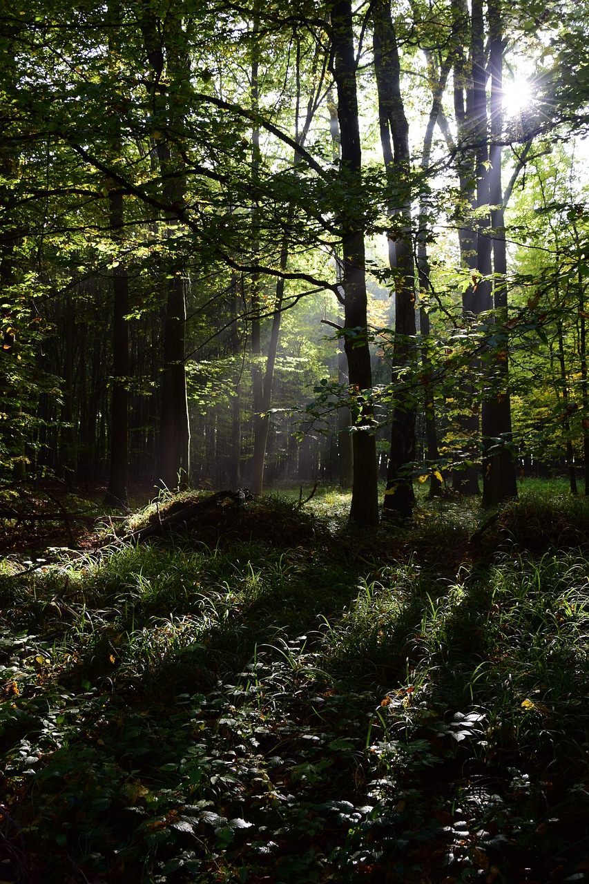 forest shining through trees free photo